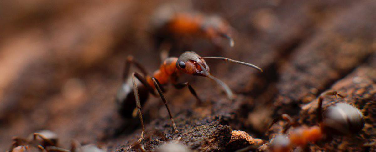 Alles over rode mieren