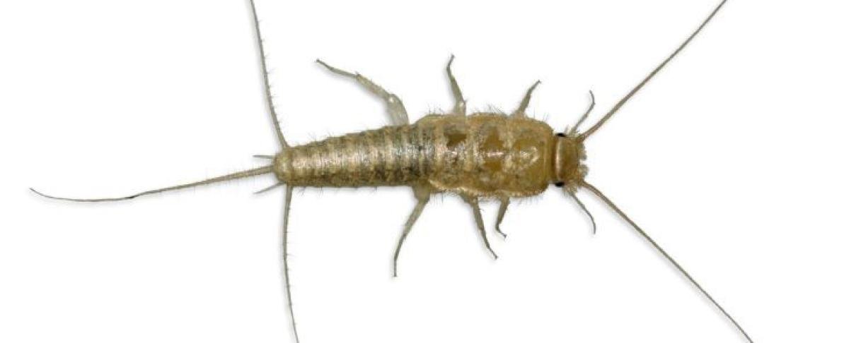 Zilvervisjes in bed: hoe krijg je ze weg?