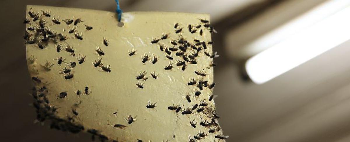 Vliegen verjagen: zelf doen of hulp nodig?