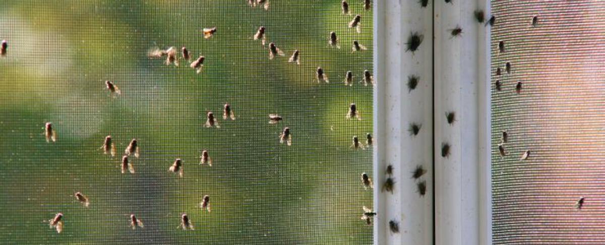 Klustervliegen? Een ramp voor je woning of bedrijf!