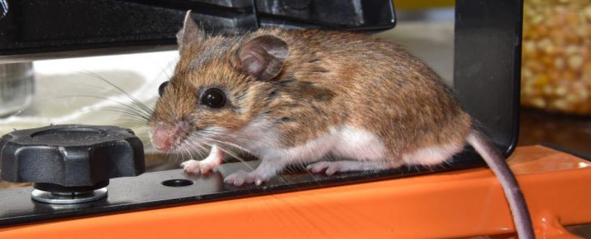 Muizen vangen: hoe maak ik een muizenval?