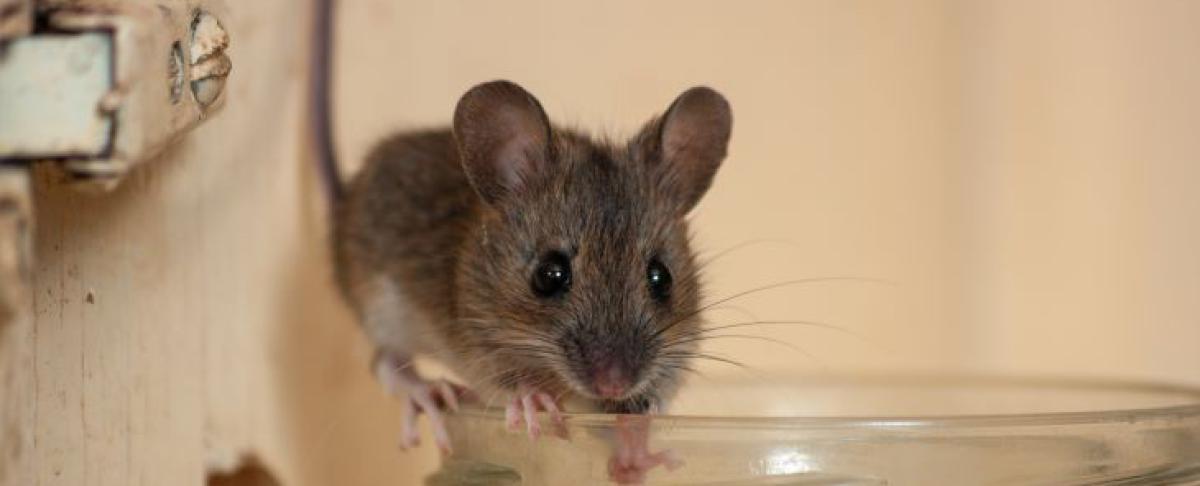 Muizen verjagen: wat werkt wél en wat werkt niet?