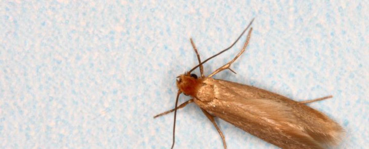 Motvlinders veroorzaken overlast? Pak ze snel aan!