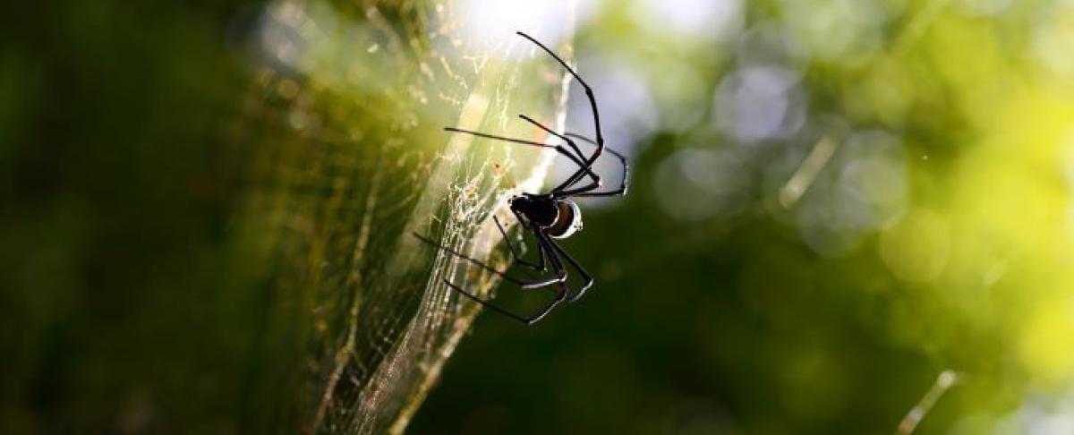 Wat te doen tegen spinnen?