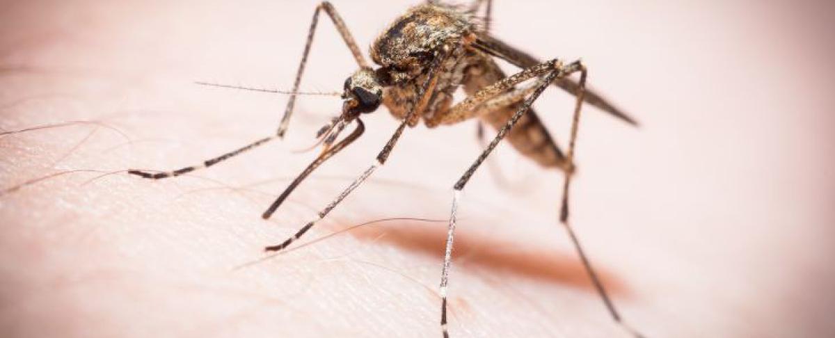 Muggen weren doe je zo!