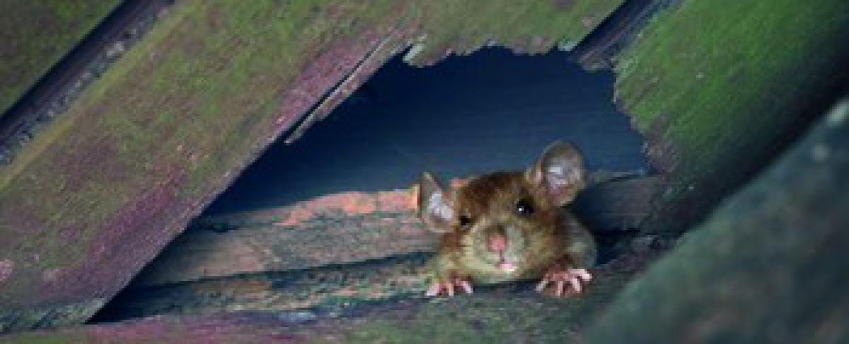 Muizen voorkomen: de beste tips van experts