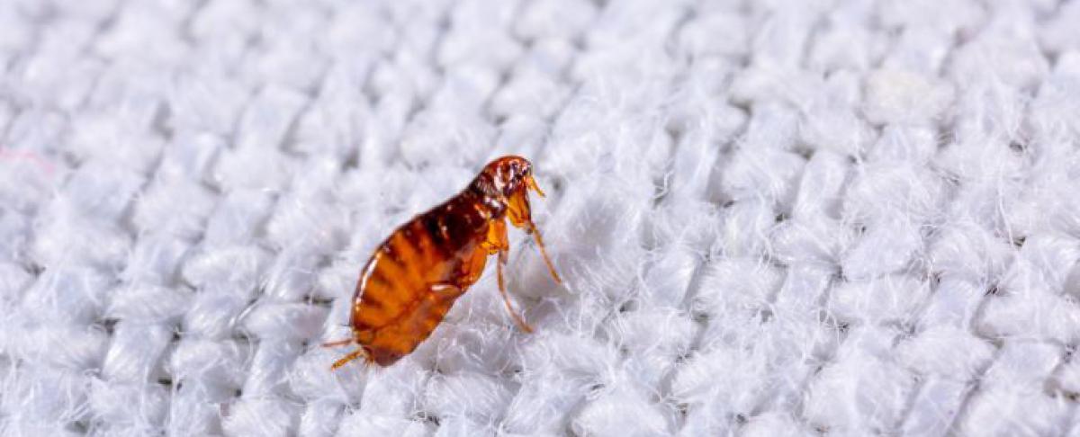 Ik heb vlooien in bed!