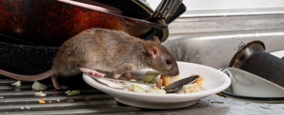 Ongedierte in huis herkennen? Dat doe je zo!