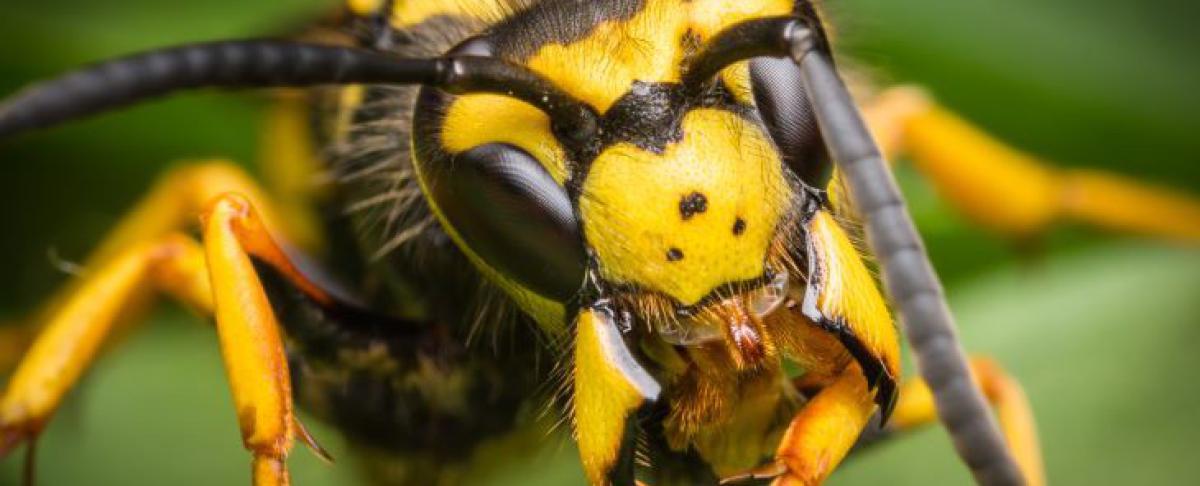 Voorspelling wespenseizoen 2022