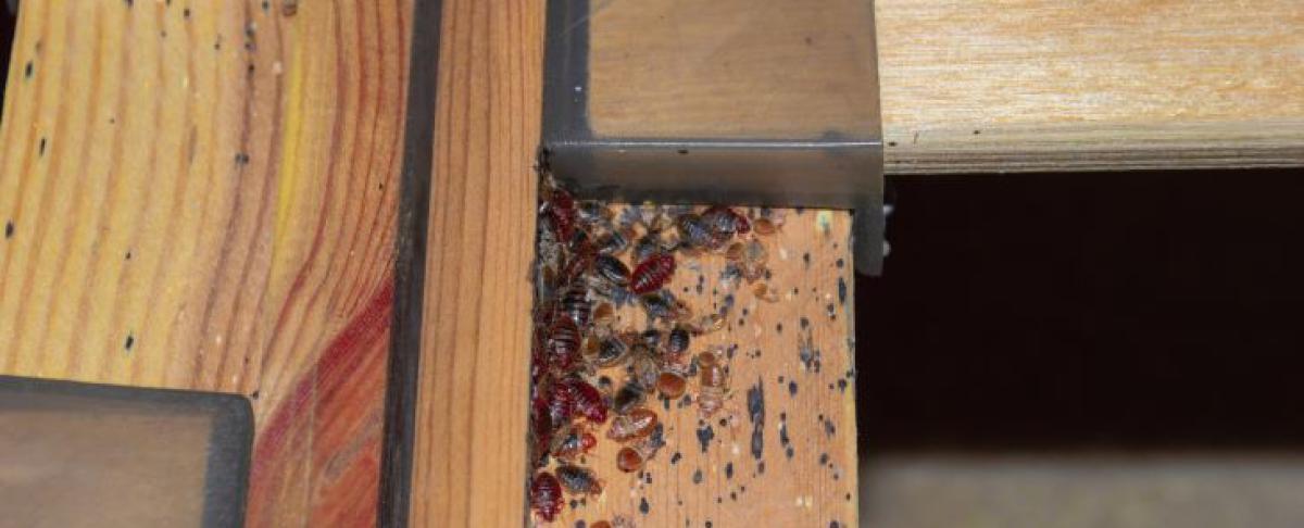 Bedwantsen herkennen: dit zijn de signalen!