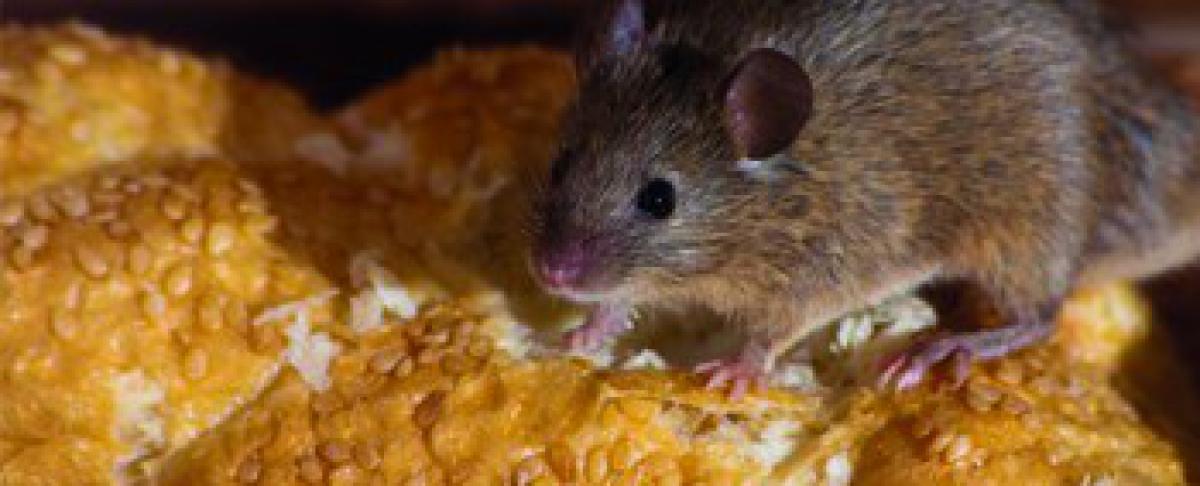 Integrated Pest Management