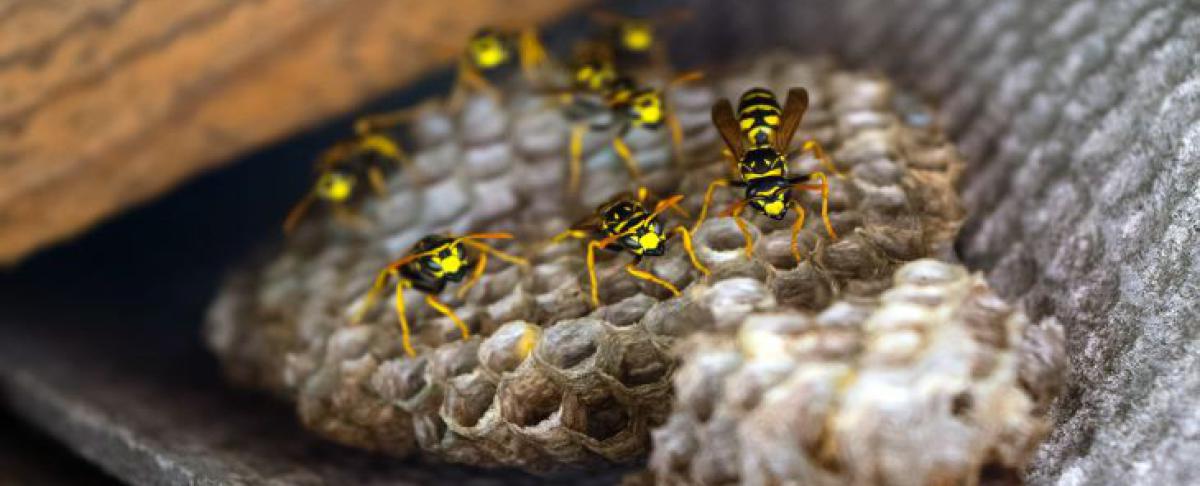 Wespennest in de spouwmuur?