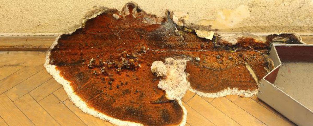 Huiszwam verwijderen: herkennen, bestrijden en voorkomen