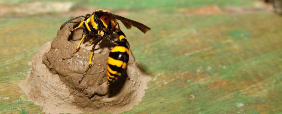 Wespennest in de grond? Trap er niet in!