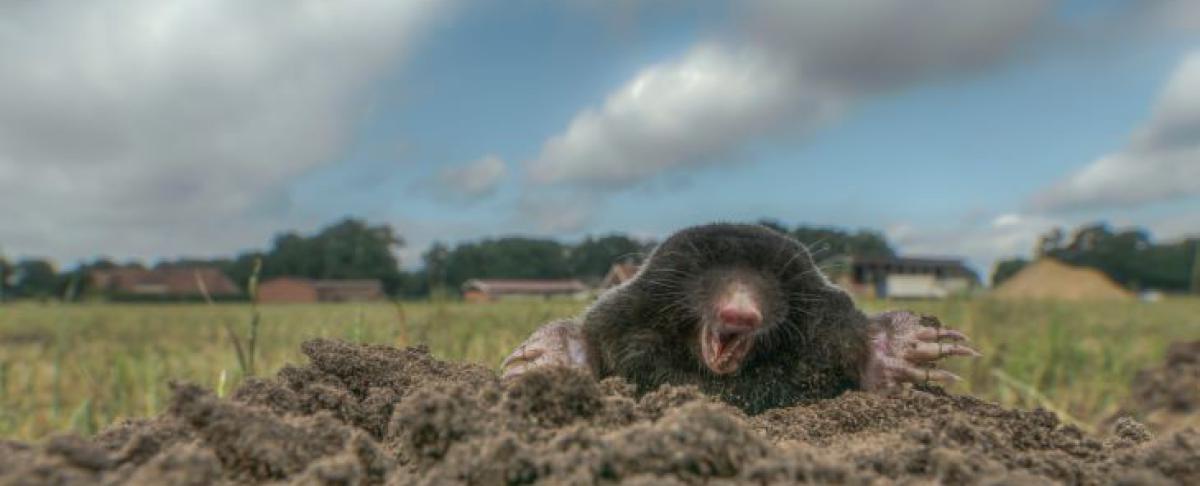 Wat te doen tegen mollen?