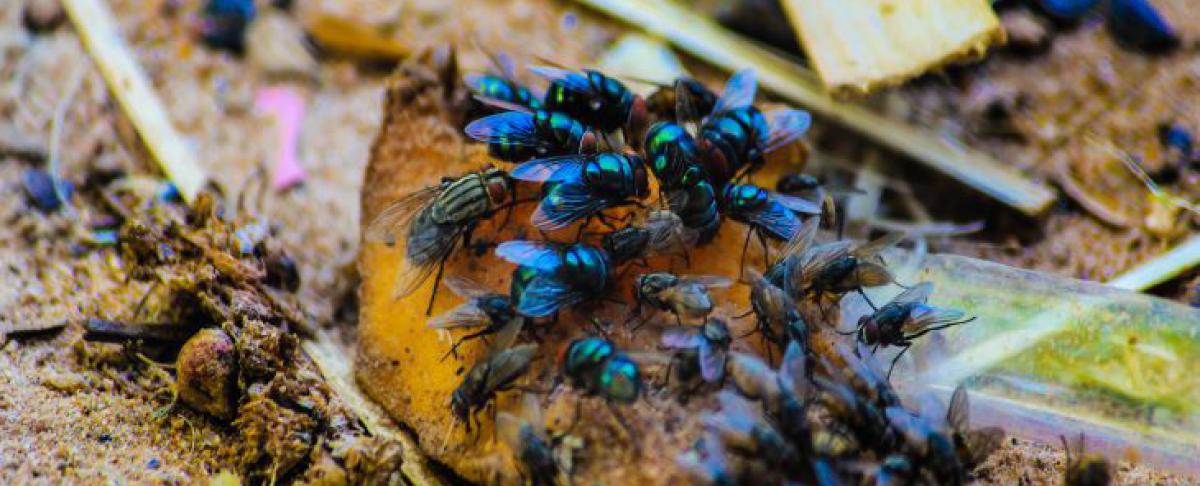 Wat te doen tegen vliegen?