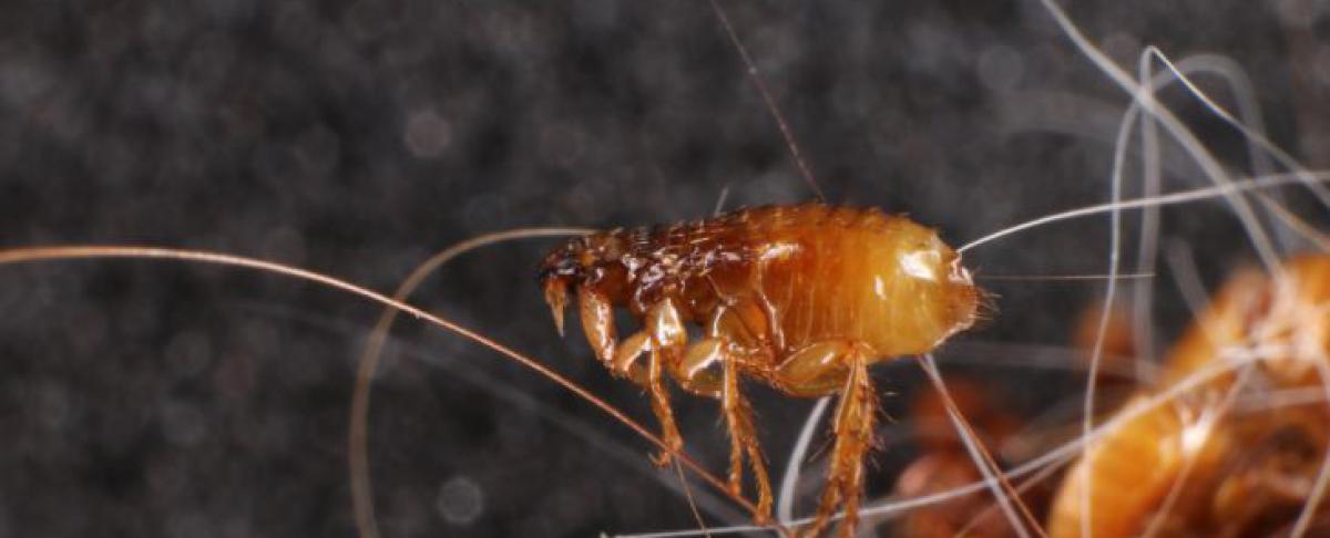 Vlooien verwijderen? Wat te doen tegen vlooien!