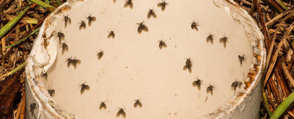 Wat te doen tegen rioolvliegjes?