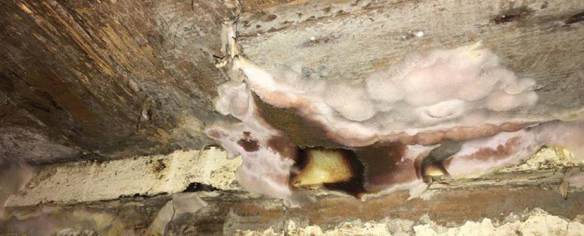 Kelderzwam verwijderen: herkennen, bestrijden en voorkomen