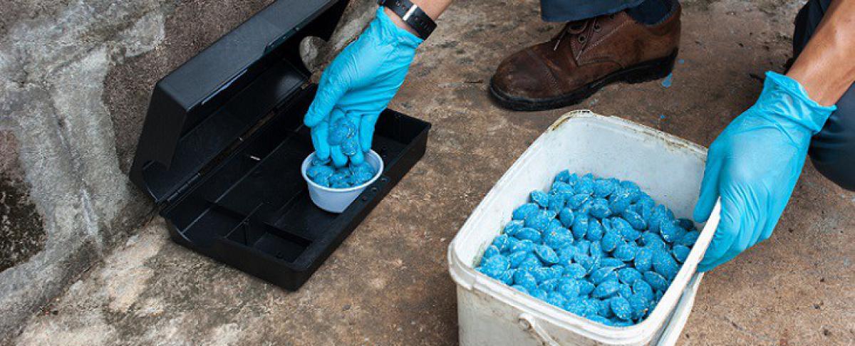 Ratten vangen: hoe maak ik een rattenval?