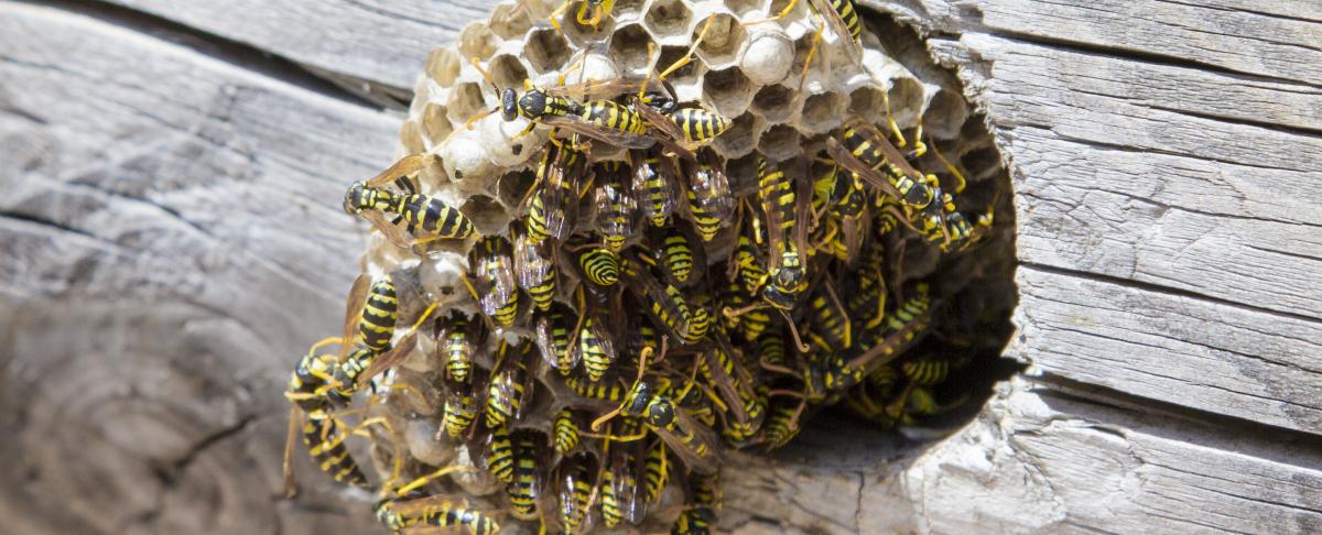 Wespen vinden nest dankzij hun fotografisch geheugen