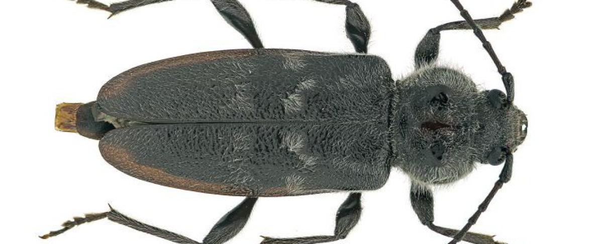 Wanneer vliegt een boktor uit?