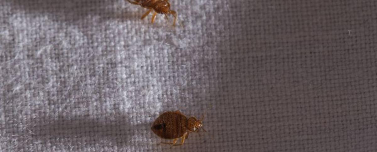 7 fabels en feiten over bedwantsen