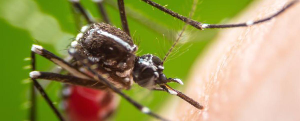 Wat te doen tegen muggenbulten?
