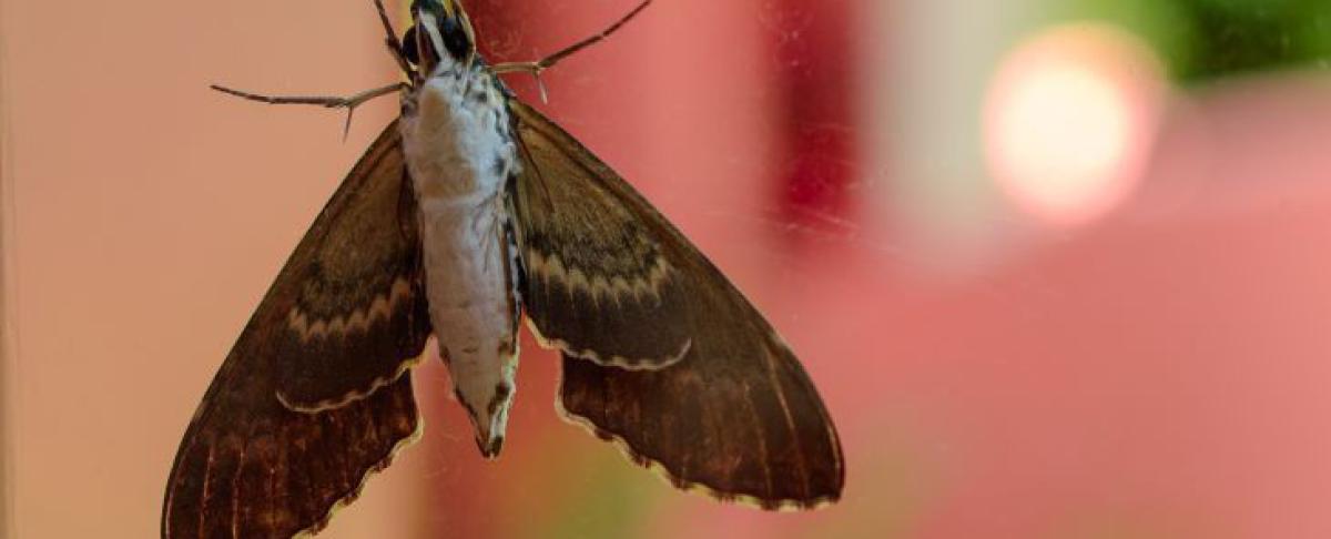 Alles over meelmotten