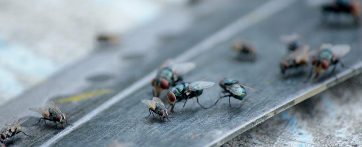 Vliegen weren: alle tips en tricks, speciaal voor jou!