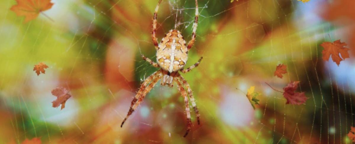 Ongedierte in de herfst: spinnen, bedwantsen &amp; vlooien