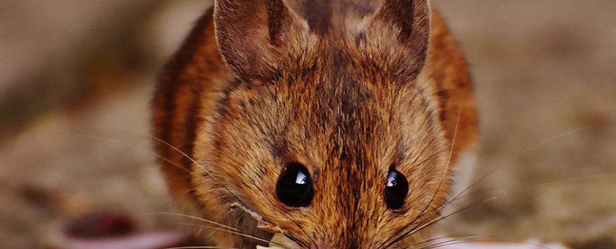 Help, ik hoor geluiden op zolder!