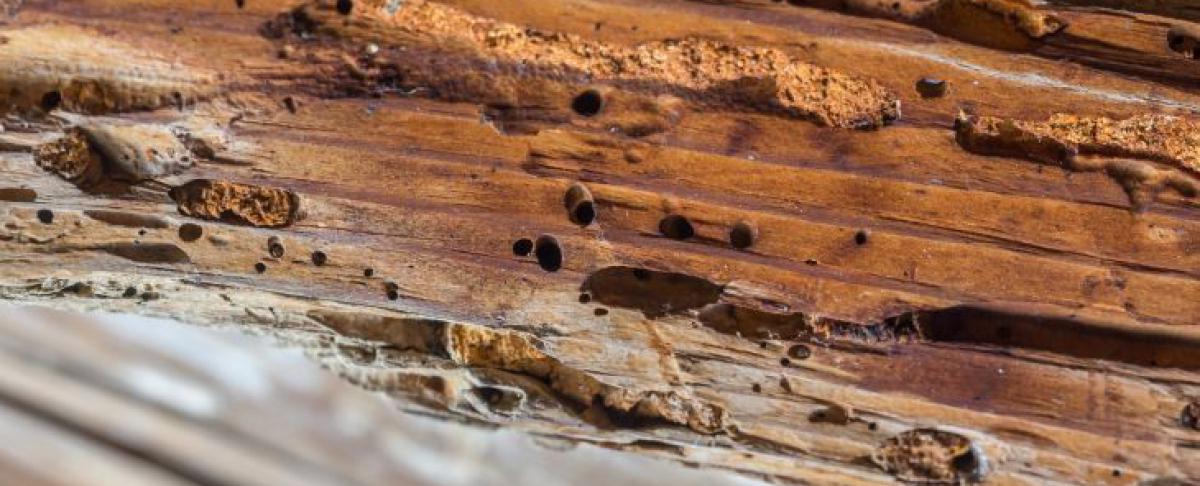 Het verschil tussen houtworm en boktor