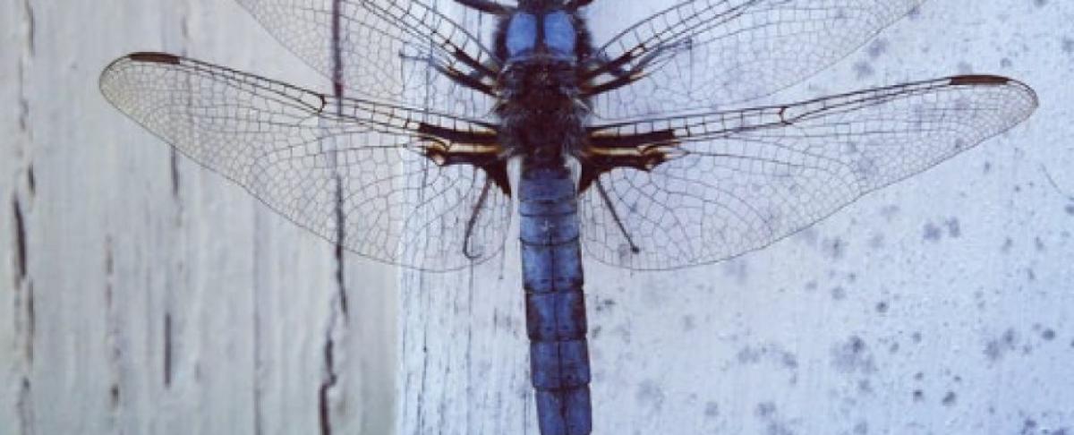 Welke insecten kan ik spotten in het najaar?