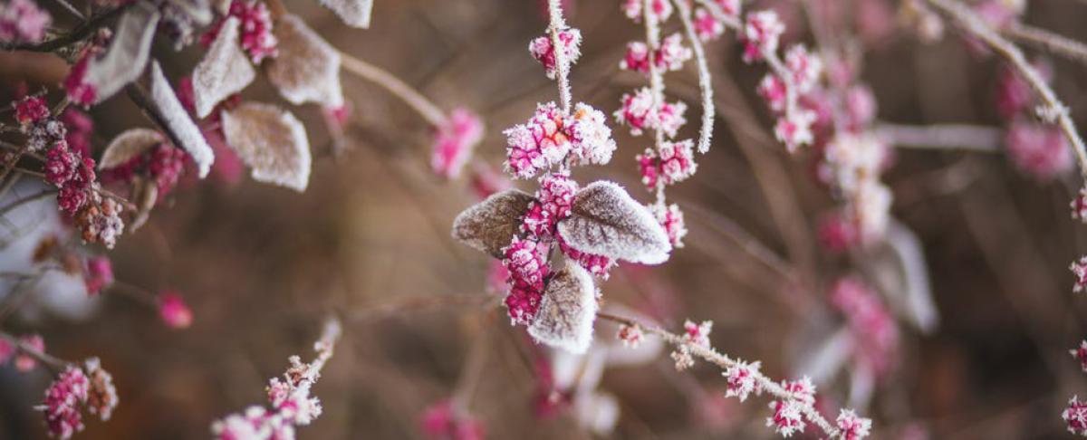 Insectenplagen die ons te wachten staan na een zachte winter