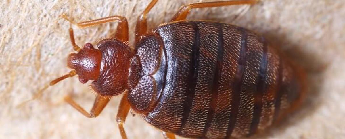 Bedwantsen beet herkennen