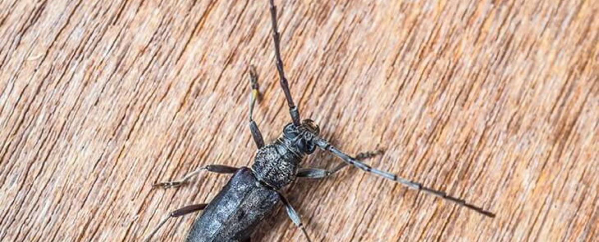 Huisboktor herkennen en bestrijden