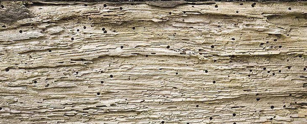 Bonte knaagkever bestrijden - Het hoe en waarom!