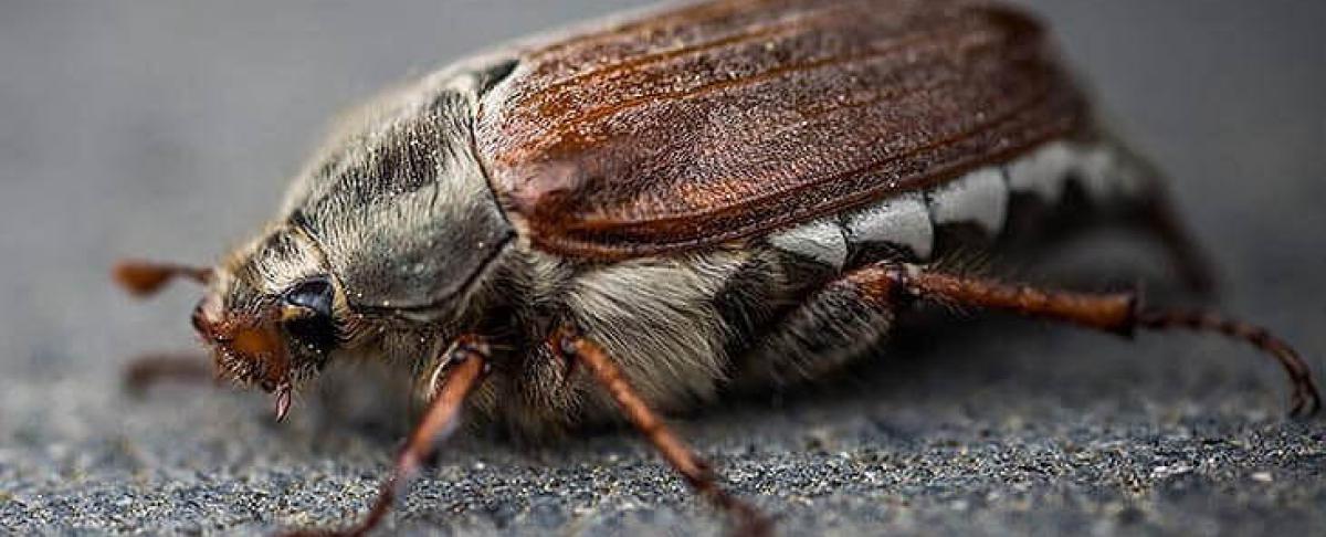 Tapijtkevers: hoe kom je van ze af?