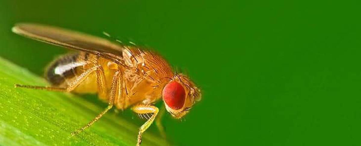 Wat te doen tegen fruitvliegjes?