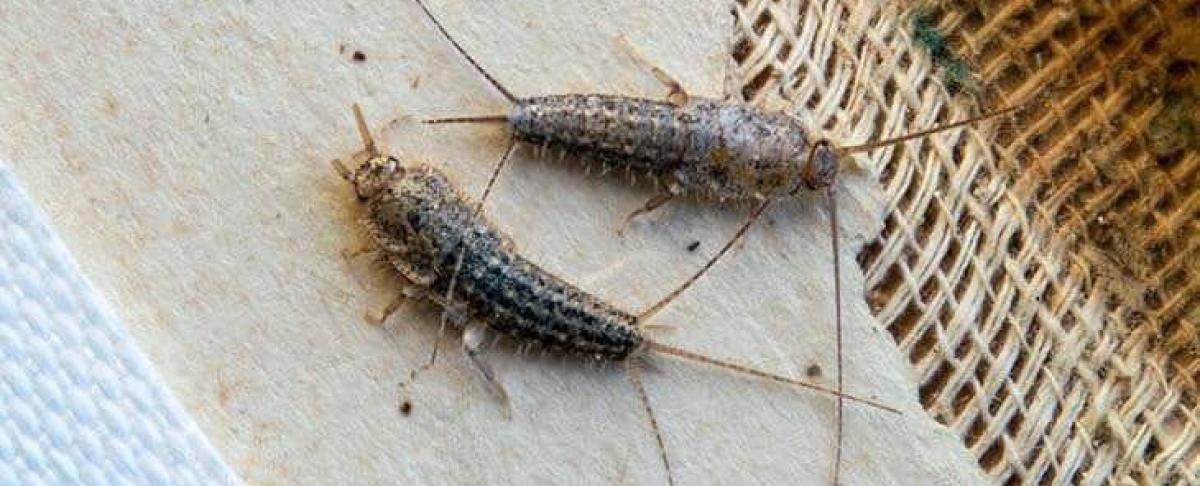 Wat te doen tegen papiervisjes?