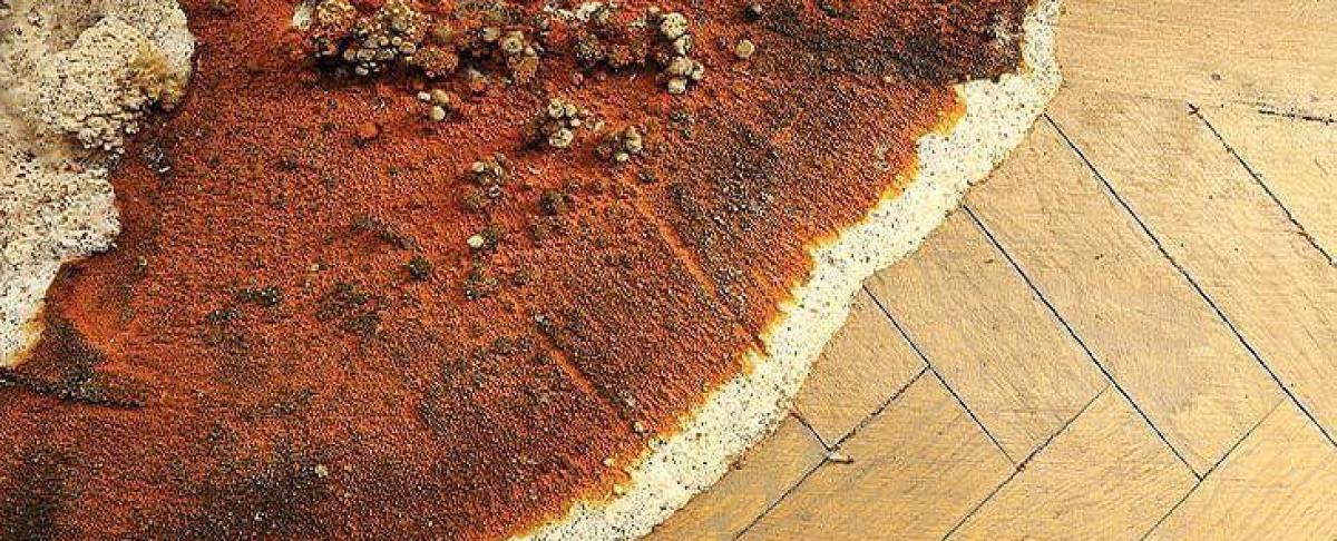 Poriënzwam verwijderen: herkennen, bestrijden en voorkomen