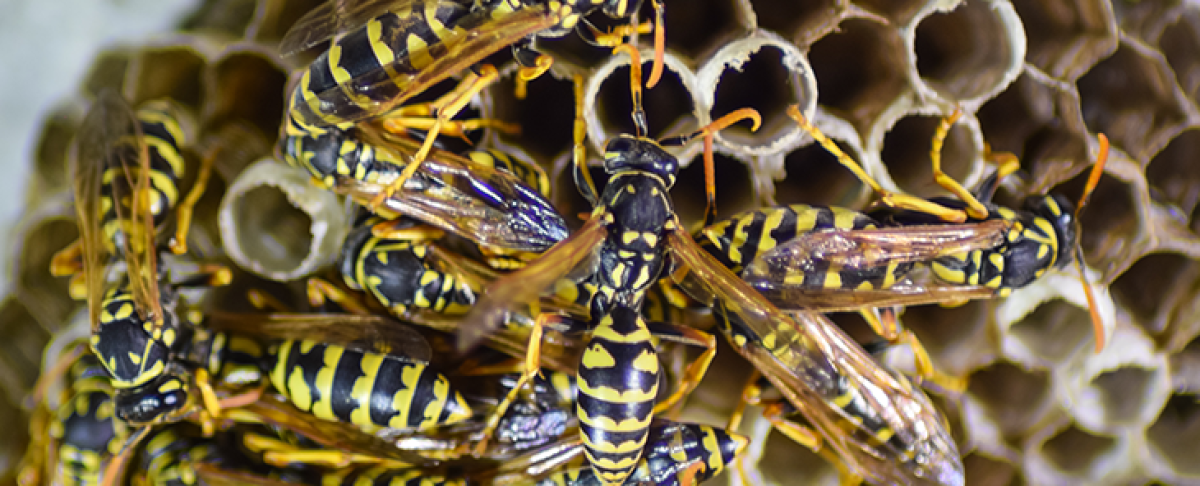 Vroege wespenexplosie verwacht in 2025