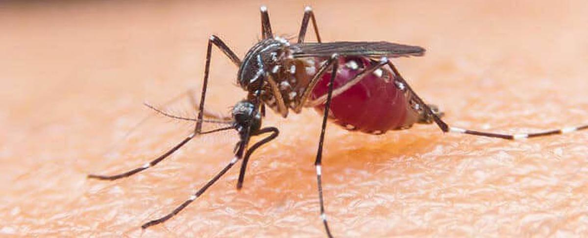 Wat te doen tegen muggen?