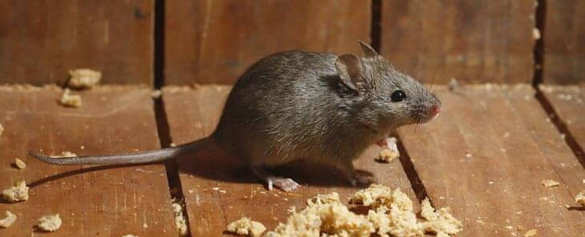 Plaagdieren bestrijden