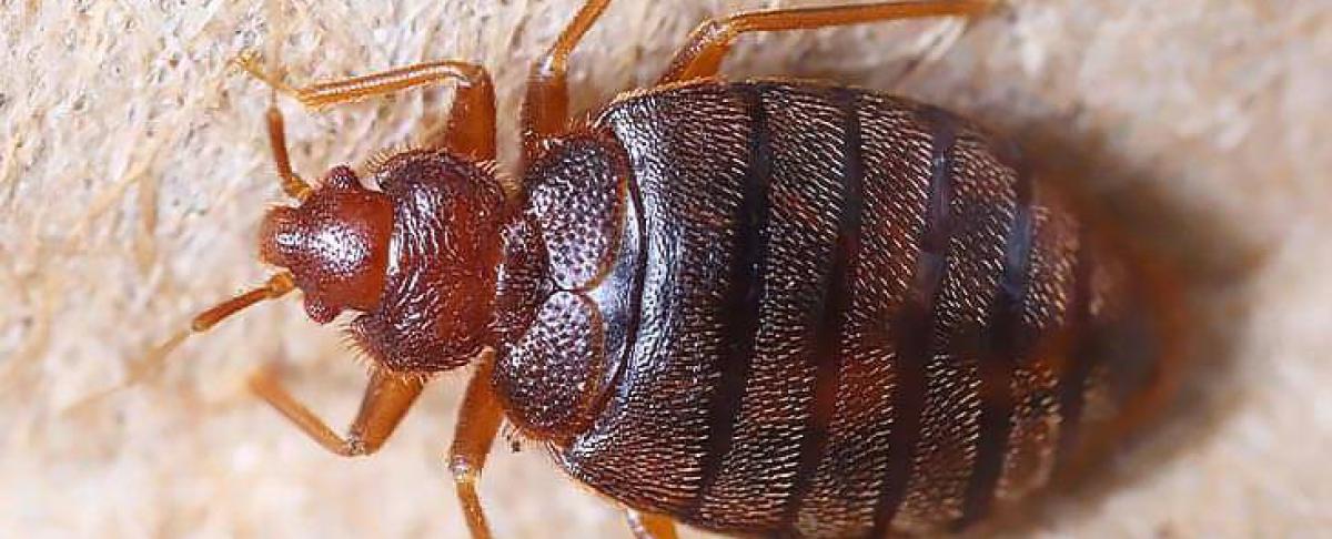 Kruipende insecten: hoe kom je van ze af?