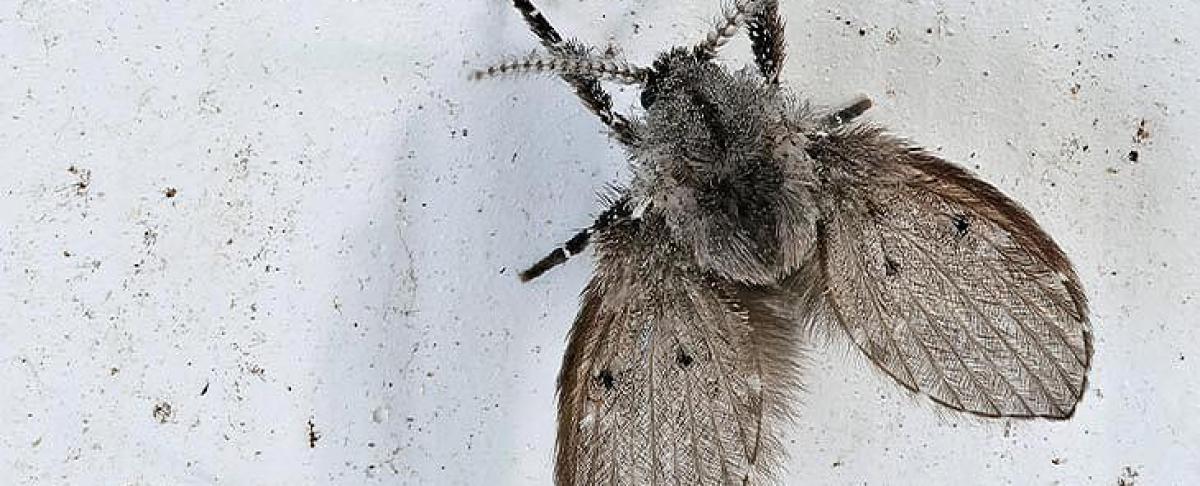 Motmuggen: heb jij er last van? Dit moet je allemaal weten!