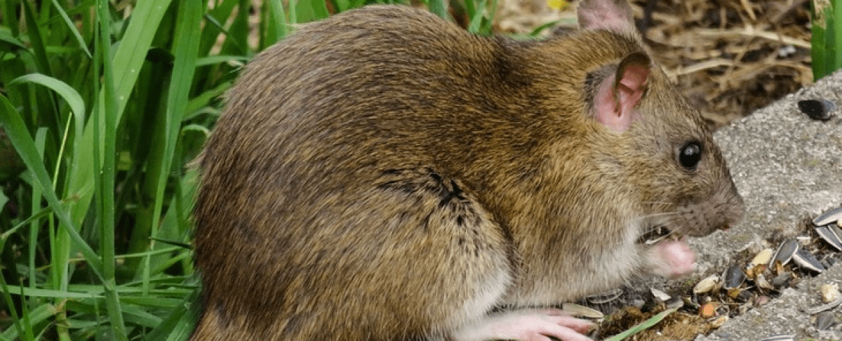 Waarschuwing ongediertebestrijders gericht aan dovemansoren