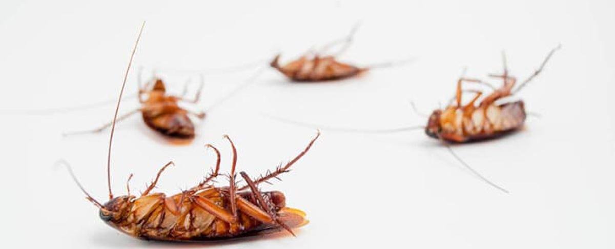 Pest control: alle voordelen op een rij