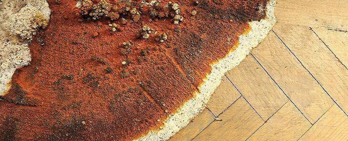 Huiszwam behandelen: kom snel in actie!